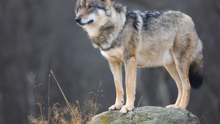 gray wolf standing on a rock